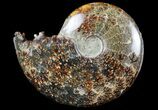 Polished, Agatized Ammonite (Cleoniceras) - Madagascar #97384-1